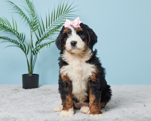 Alice Mini Bernadoodle